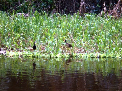 Another favourite pic because the birds were abundant and beautiful and so hard to photograph.