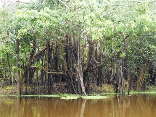 Jungle vines. You need a machete if you're going on to the land near this stuff.