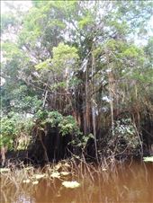 Jungle vines.: by jorjejuanita, Views[301]