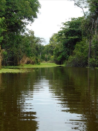 Typical Amazon river view. Untouched, dense, green.