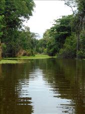 Typical Amazon river view. Untouched, dense, green.: by jorjejuanita, Views[133]