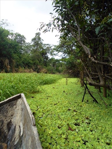 Making our way through the water lilies.