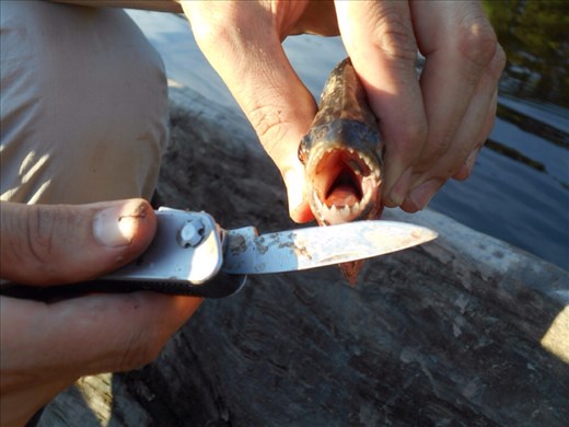 Jorje's piranha catch. 