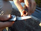 Jorje's piranha catch. : by jorjejuanita, Views[632]