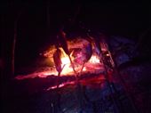 Barbecuing the fishing trip catch on tree sticks over the camp fire. Was delicious.: by jorjejuanita, Views[200]