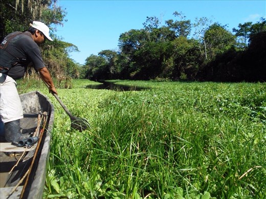 Water lilies. Filled with spiders.