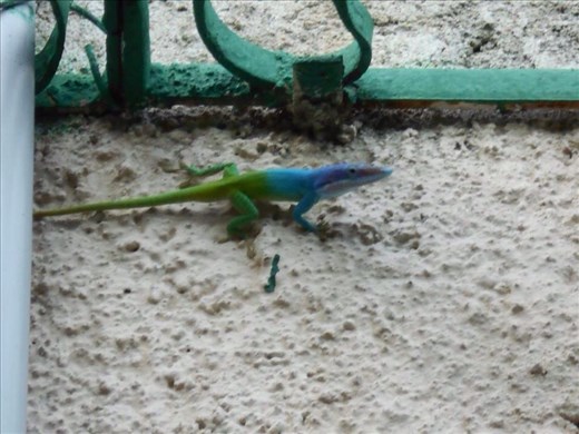 Our pet lizards from the garden. You don't see colours like that on the geckos in Oz.