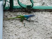 Our pet lizards from the garden. You don't see colours like that on the geckos in Oz.: by jorjejuanita, Views[469]