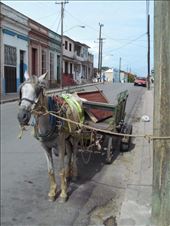 Local transport. Still lots and lots of donkeys in use.: by jorjejuanita, Views[293]