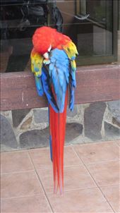Beautiful, tame parrot at Extremo Park centre for zip-lining. : by jorjejuanita, Views[303]