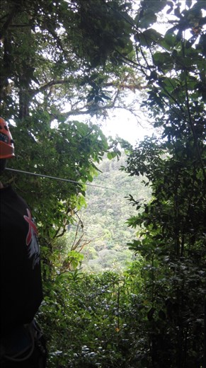 Birds eye view from the top of the trees.