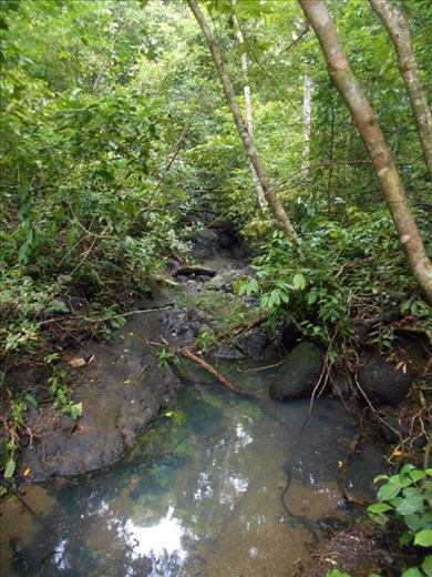 The forest on the beach.