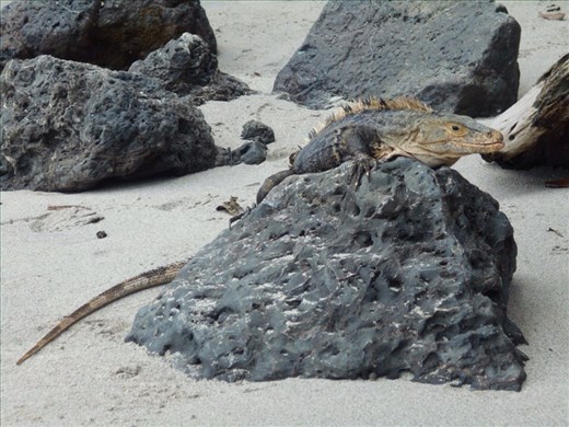 Big (angry, they always look angry with their mohawk) iguana.