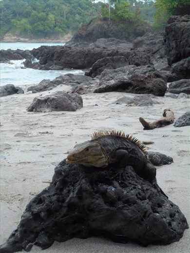 More seaside visitors on Manuel Antonio beach. Have to watch where you put your butt down to sit on the rocks !