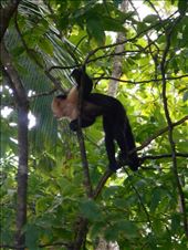 More monkey business.: by jorjejuanita, Views[336]