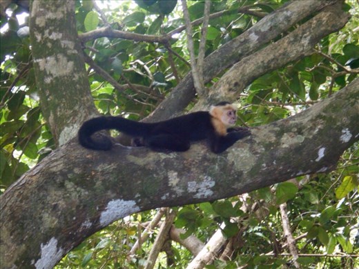 Monkeys on the beach. The forest is just a few metres from the water's edge. 