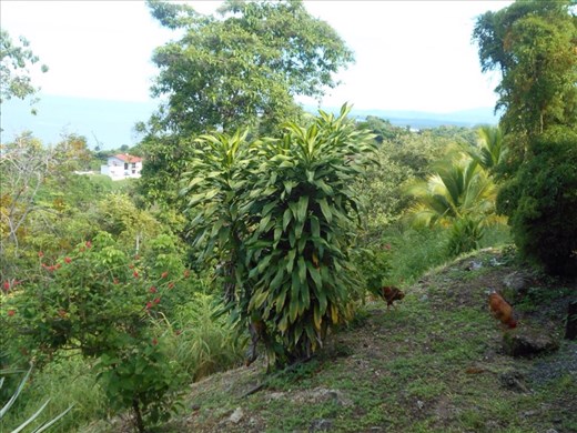 Ocean views from the apartment and dinner 'pollo'.