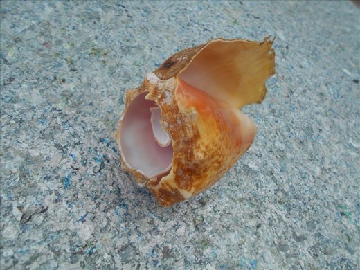 Local shells,Juanita used them as table centre pieces for our lunch