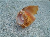 Local shells,Juanita used them as table centre pieces for our lunch: by jorjejuanita, Views[145]