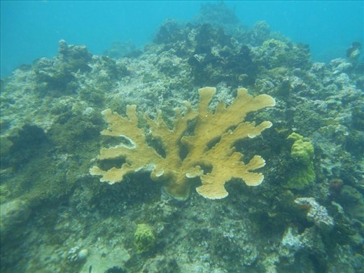 Coral life