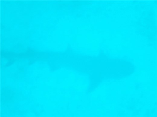 Silhouette of a 3m Galapagos Shark, diving gordon rocks 