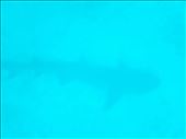 Silhouette of a 3m Galapagos Shark, diving gordon rocks : by jorjejuanita, Views[274]