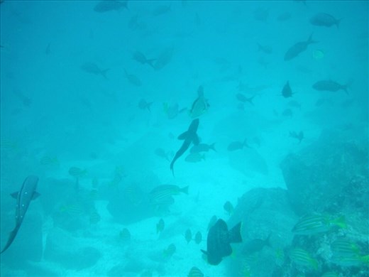 Surrounded by fish life as sharks swim below us