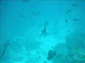 Surrounded by fish life as sharks swim below us: by jorjejuanita, Views[264]