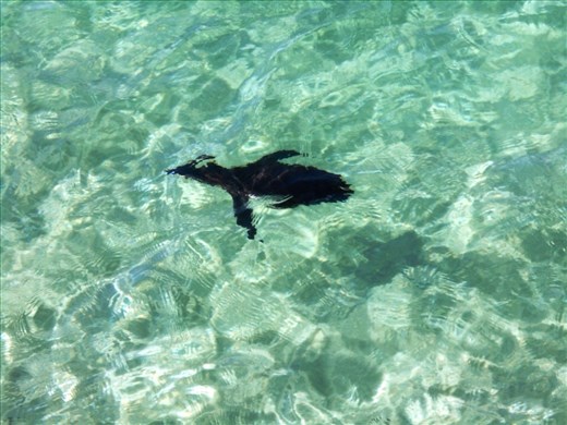 Penguin having a dip. They are so fast and agile in the water.