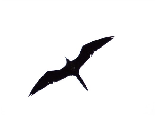 Seabird Silhouette 