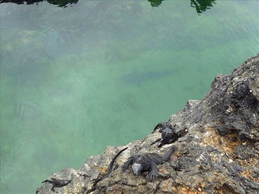 Diversity, marine iguanas sleep on the rocks while a white tip shark sleeps below