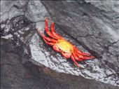 Beautiful colours of the sally lightfoot crabs: by jorjejuanita, Views[186]