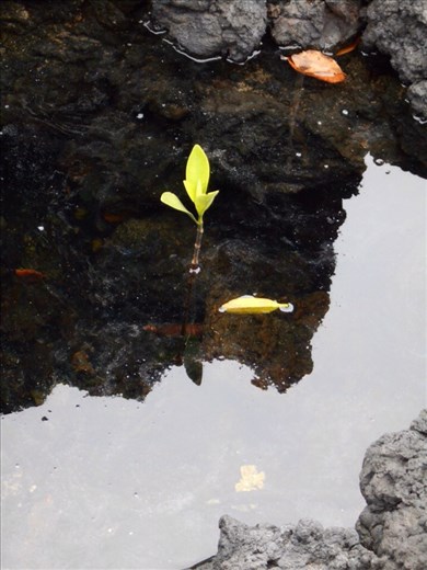 The beginning of life, a single mangrove seed plants itself into the lava rock 