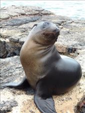 And this is me working it for the camera - seal: by jorjejuanita, Views[136]