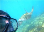 Jorje and Turtle selfie: by jorjejuanita, Views[164]