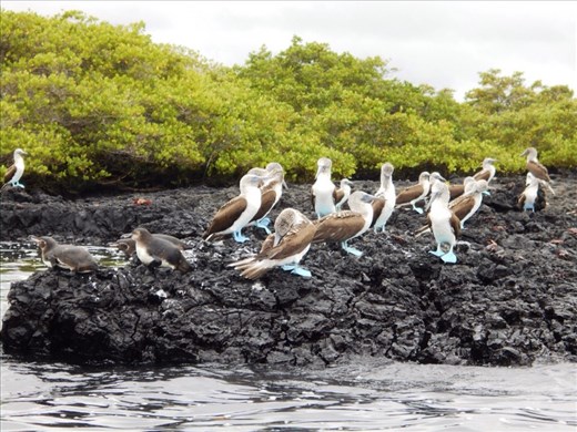 More boobies, we love boobies !