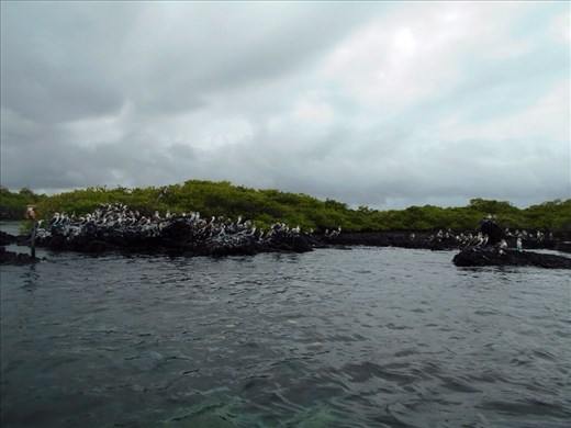 Colony of hundreds of boobies