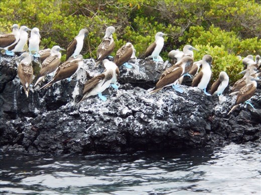 Blue footed boobies warm themselves on the lava rocks