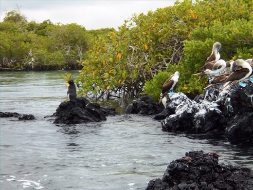 Penguins share the warmth of the rocks with blue footed boobies
