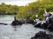 Penguins share the warmth of the rocks with blue footed boobies: by jorjejuanita, Views[138]