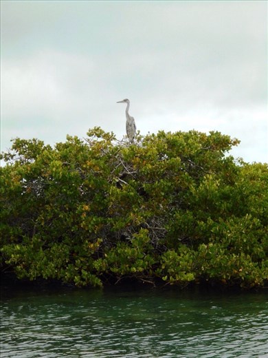 Seabirds nesting on top of the mangroves