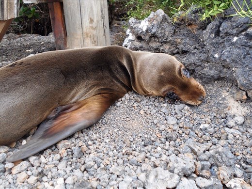 Certainly doesnt look comfortable but he was happy as larry