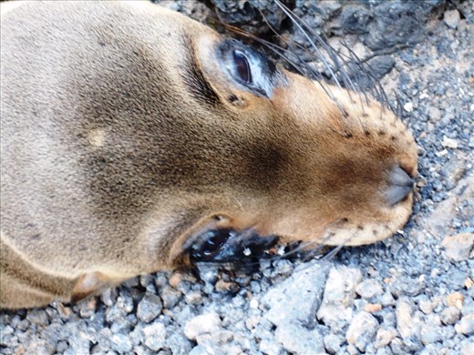 Those puppy dog eyes