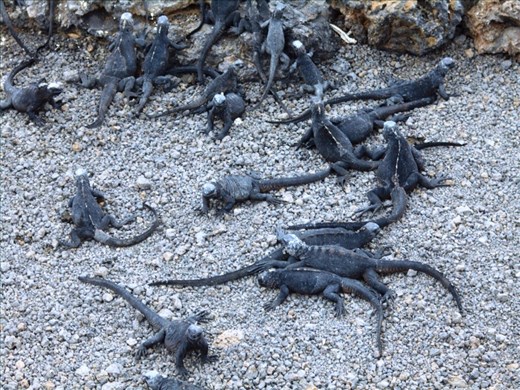 Marine iguanas having a party on the footpath. Isla Tintoreros