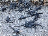 Marine iguanas having a party on the footpath. Isla Tintoreros: by jorjejuanita, Views[128]