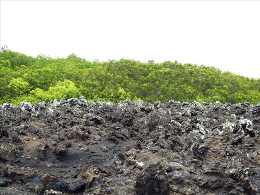 The moonscape of Isla Tintoreros