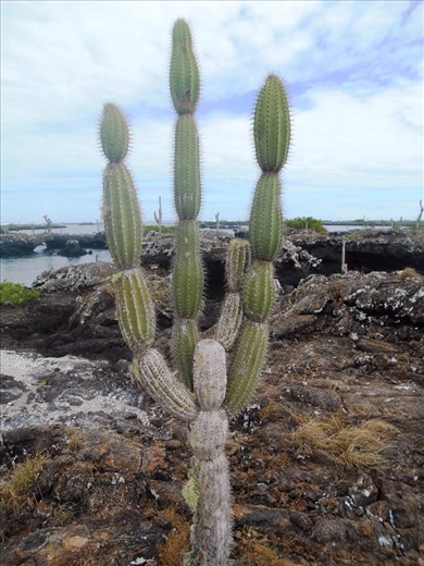 Giant cactus, growing on the moon