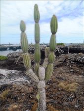 Giant cactus, growing on the moon: by jorjejuanita, Views[188]