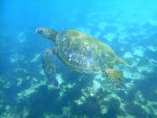 Green sea turtle