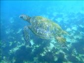 Green sea turtle: by jorjejuanita, Views[125]